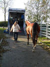 Shagya-Araber stallion Basyl leaves Mhlen to move to France