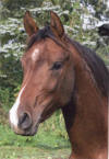 Shagya-Araber stallion prospect by Basyl out of Noel by Herold - Dezember 2006