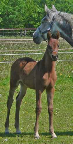 Shagya-Araber colt Balyk sired by Basyl out of Thegyl sired by Bazar