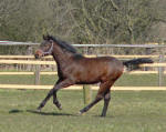 Shagya-Araber stallion prospect BARNAS by Basyl out of Thegla by Bazar