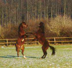 Basyl + Ben Badu - Februar 2003