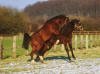 Shagya-Araber Basyl + Partbred-Shagya Ben Badu Januar 2003