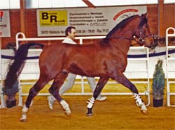 Shagya-Hengst Basyl - an der Hand im März 2005