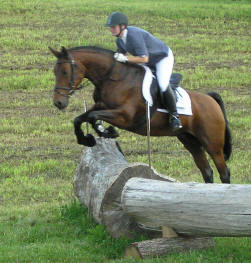 Shagya-Araber broadmare Thirza - successfull passing stallions performance test being infoal by Shagil