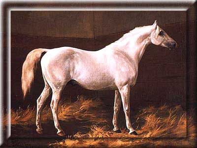 Klick zur Shagya Seite